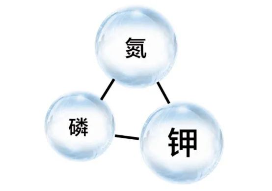 水溶肥科普：氮磷鉀過量使用會怎樣？